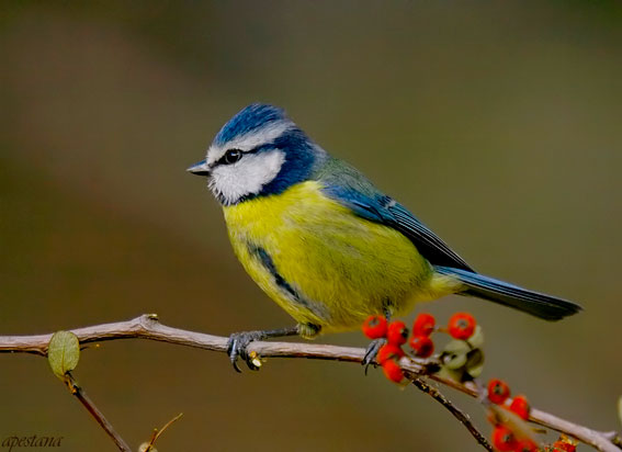 Herrerillo Com n Parus Caeruleus 
